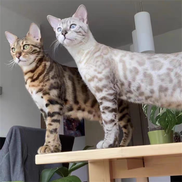 猫舍直销,批发价出售,孟加拉豹猫